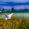 2nd place Photo Manipulation - Photographer: Adam Koebel "Great Egret Painting"